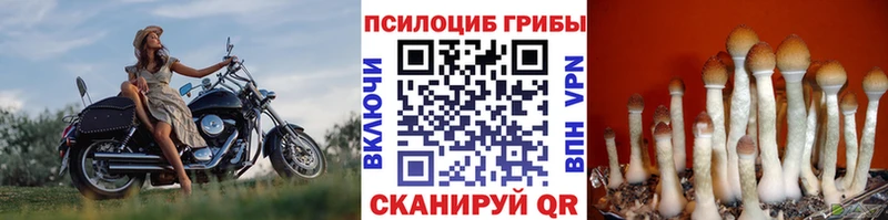 блэк спрут ссылка Старый Крым Псилоцибиновые грибы Psilocybine cubensis наркошоп